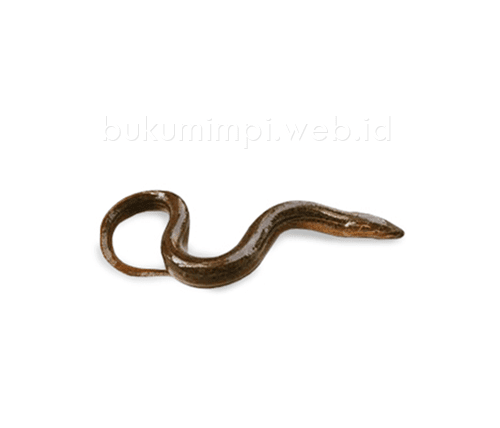 Angka Mimpi Belut Versi Erek Erek 2d 3d 4d Buku Mimpi
