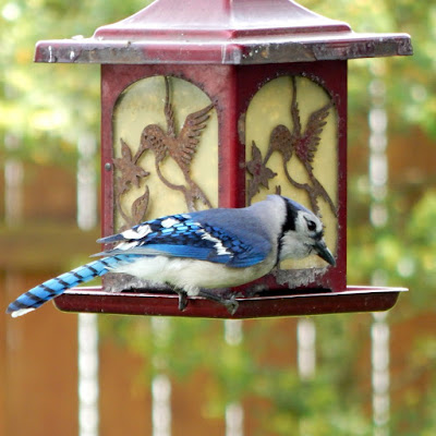 blue jay on bird feeder