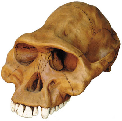 craneo de Australopithecus afarensis