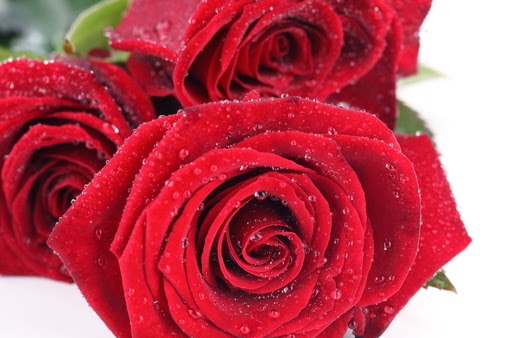 20 Gambar Foto Bunga  Mawar  Merah  Ayeey com