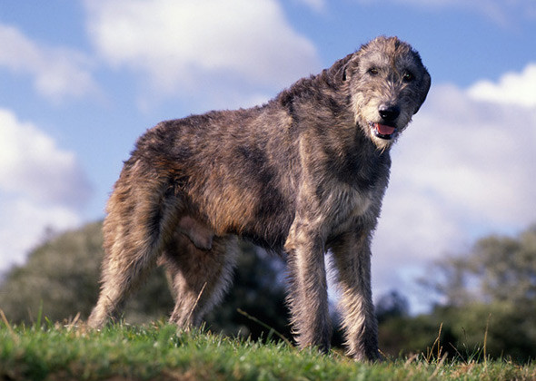 Growth Plates In Large Breed Dogs Growth Plates In Large Breed Dogs