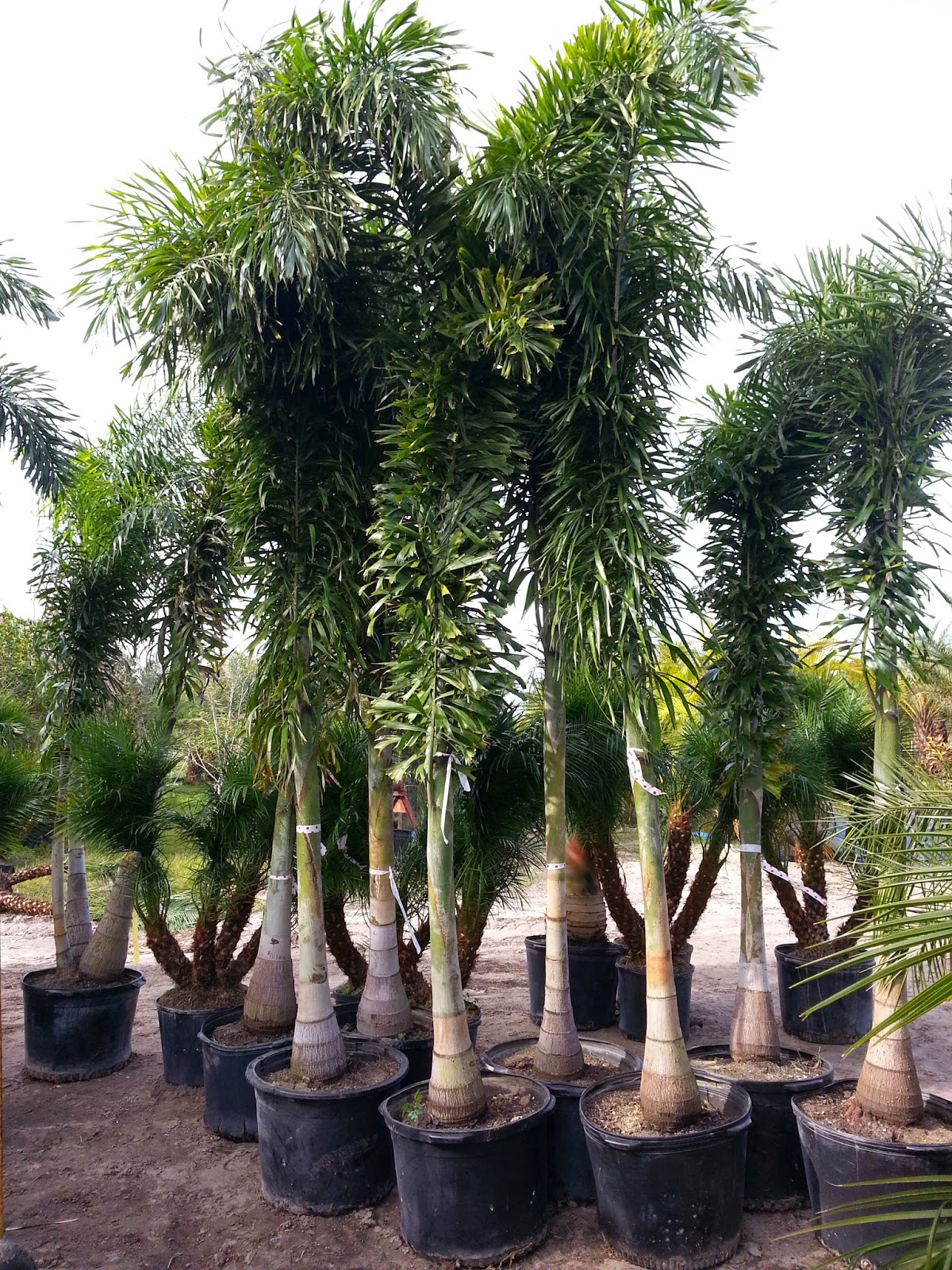 A Quality Plant Wholesale Container Palms for Sale