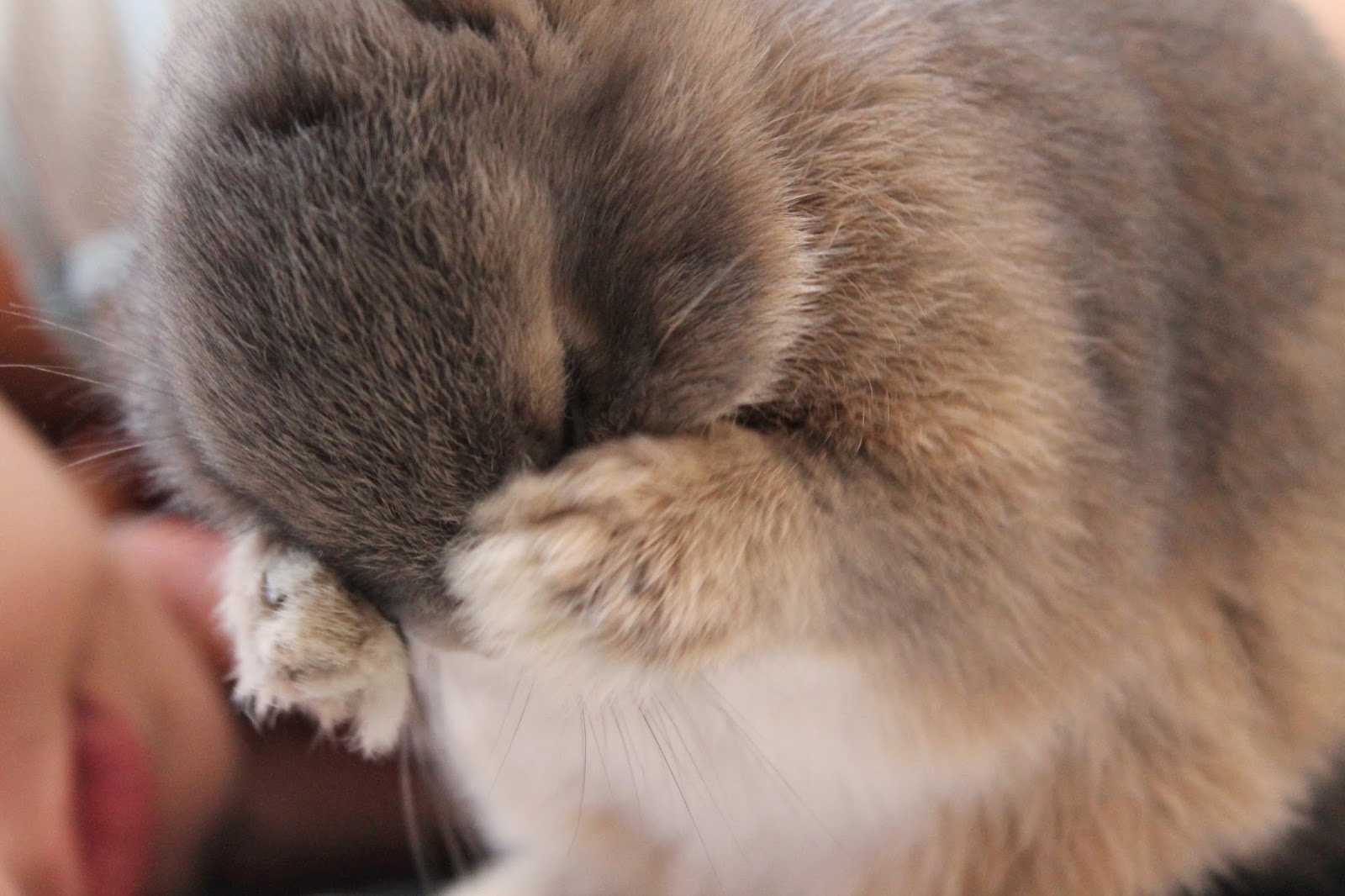 Une affaire de lapin: Laver un lapin, comment ça se passe
