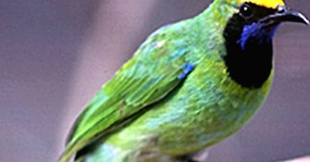 Mengetahui Ciri Ciri Burung Cucak Ijo Sumatra