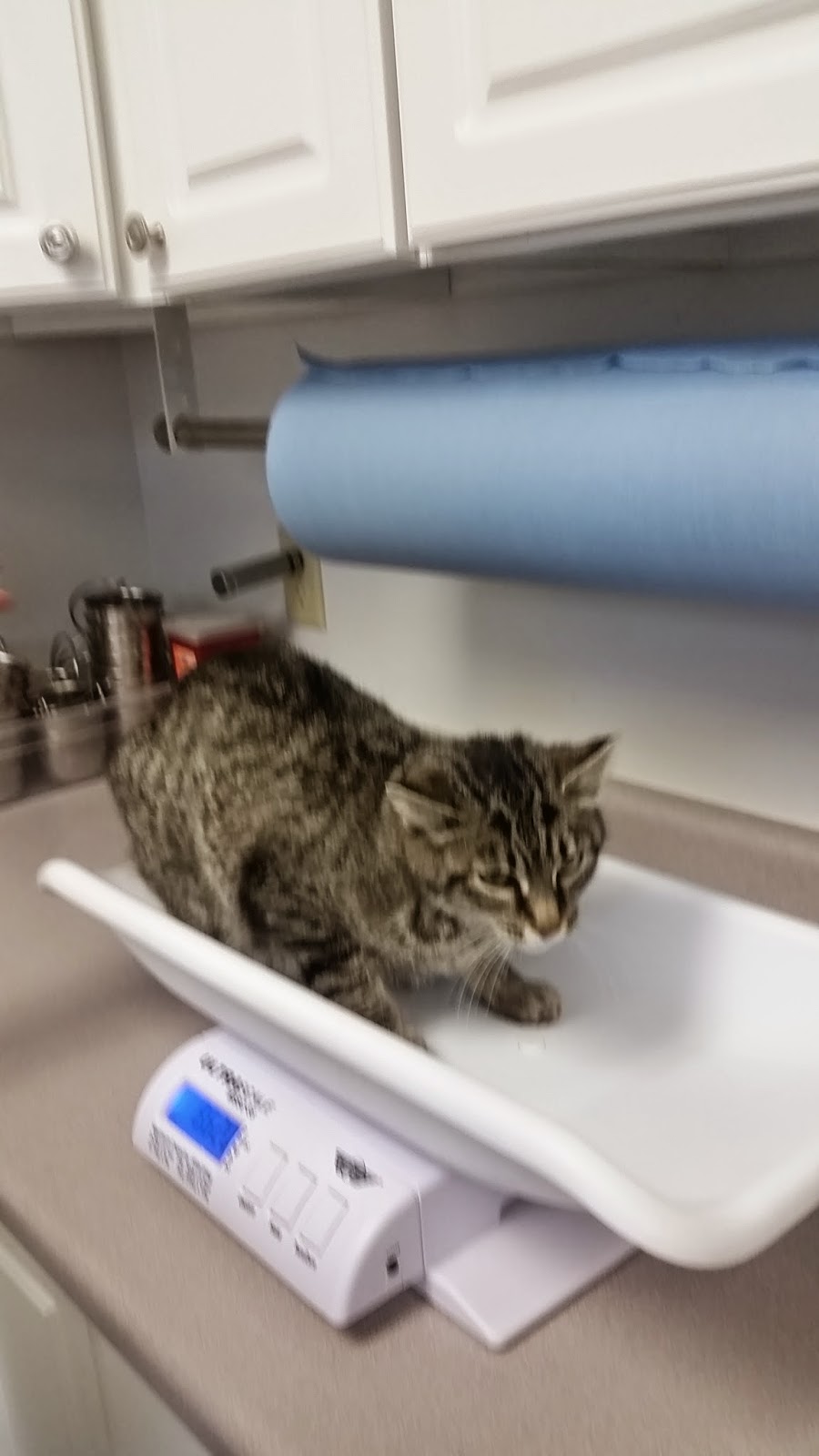 Ten Lives Club Cat Adoption Group TLC MAMA CATS & BABIES NEED FOSTER