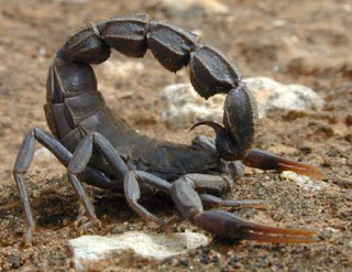 Escorpión