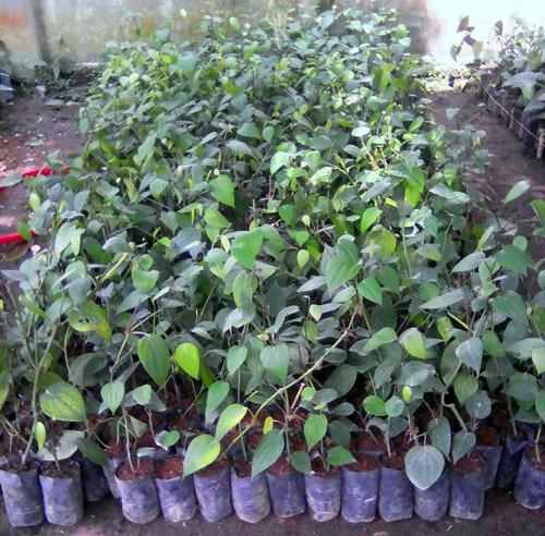 bibit sawit karet dan aren daftar harga produk bibit tanaman perkebunan yang kami jual bibit sawit karet dan aren daftar harga produk bibit tanaman perkebunan yang kami jual