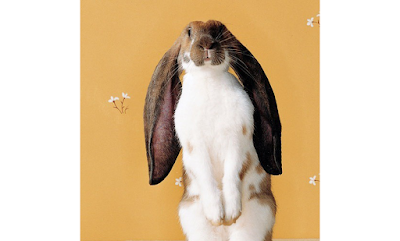 English Lop Ear Rabbit breed