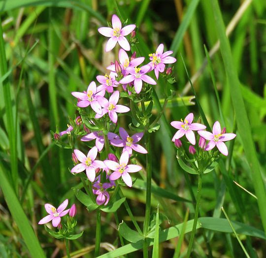 Ziele tysiącznika, centuria pospolita (Centaurium erythraea). Ziele tysiącznika, centuria pospolita (Centaurium erythraea).