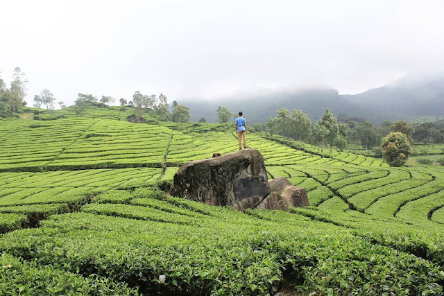 kebun teh rancabali kebun teh rancabali