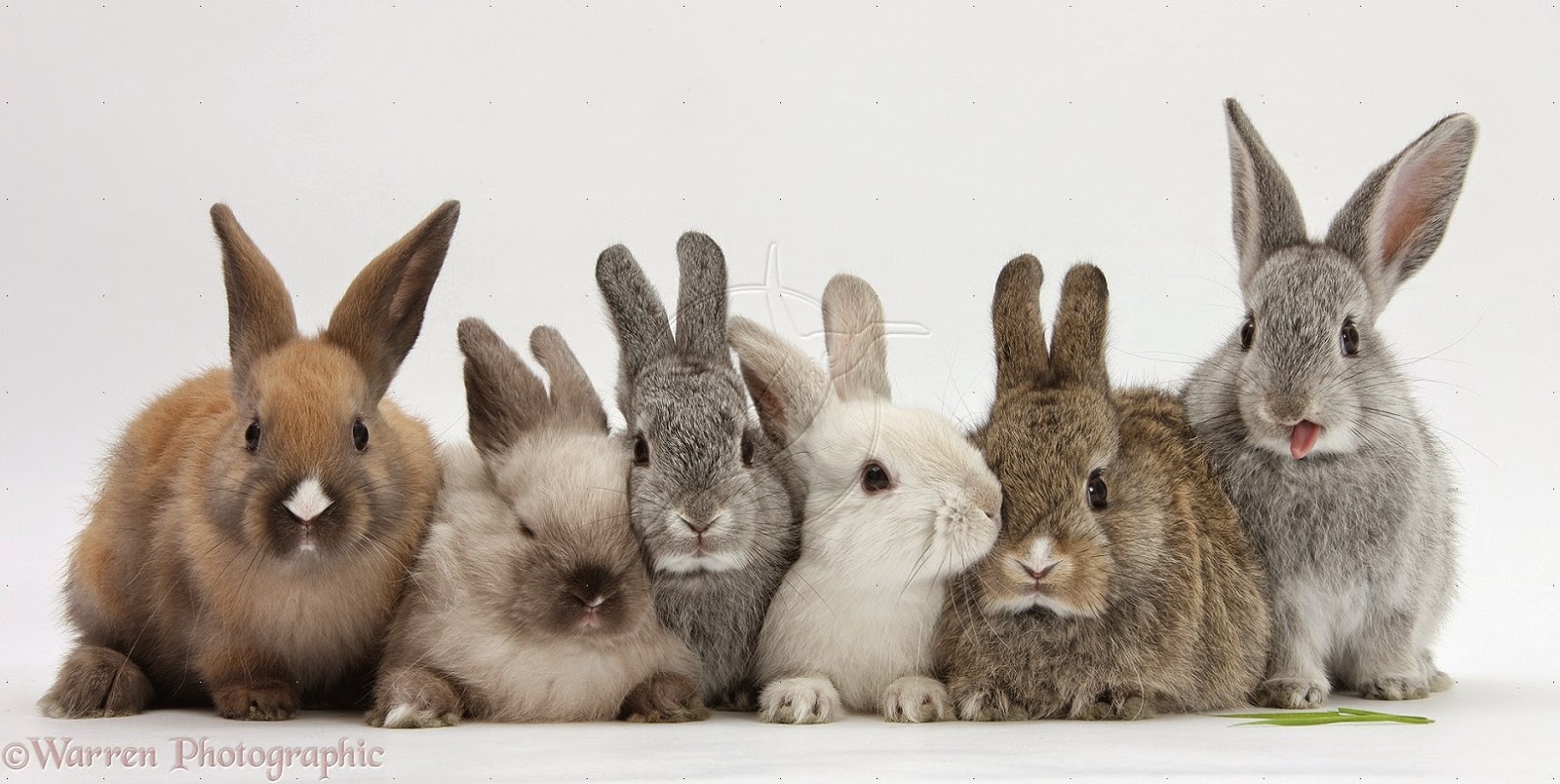 A Group Of Rabbits 3