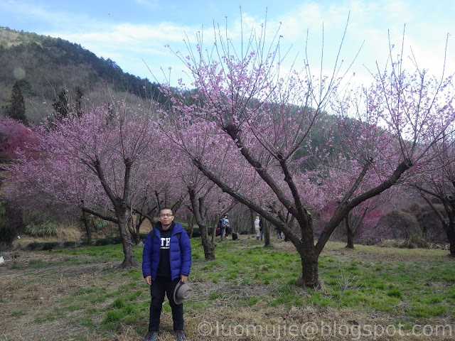 luomujie blogspot: Taiwan Cherry Blossoms 2024 Ultimate Travel Guide: When,  Where, How to go, Tips and Tricks