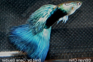 Half Black Blue Bicolor AOC Half Black Blue Bicolor AOC