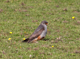 Red-footed Falcon - Chatterley, Staffordshire