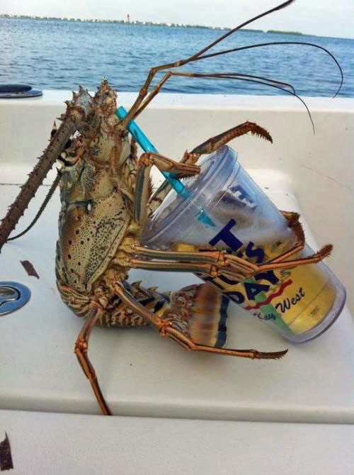 Sonne, Meer und Bier - Krabbe trinkt Bier