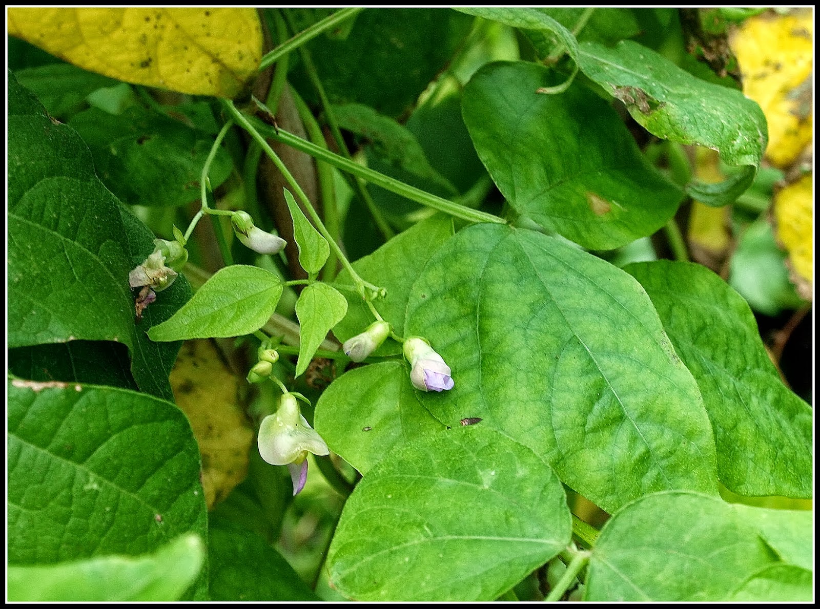 Mark's Veg Plot Climbing French Bean "Cobra"