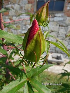 rose lavanda dittamo frassinella tarassaco erbe officinali sali aromatici confetture tisane ghirlande oleoliti dell'appennino bolognese e modenese