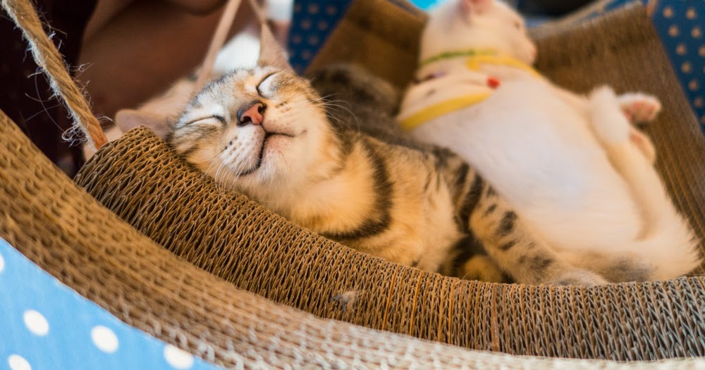 the indolent cook chiang mai free bird cafe, khun nai mae, and