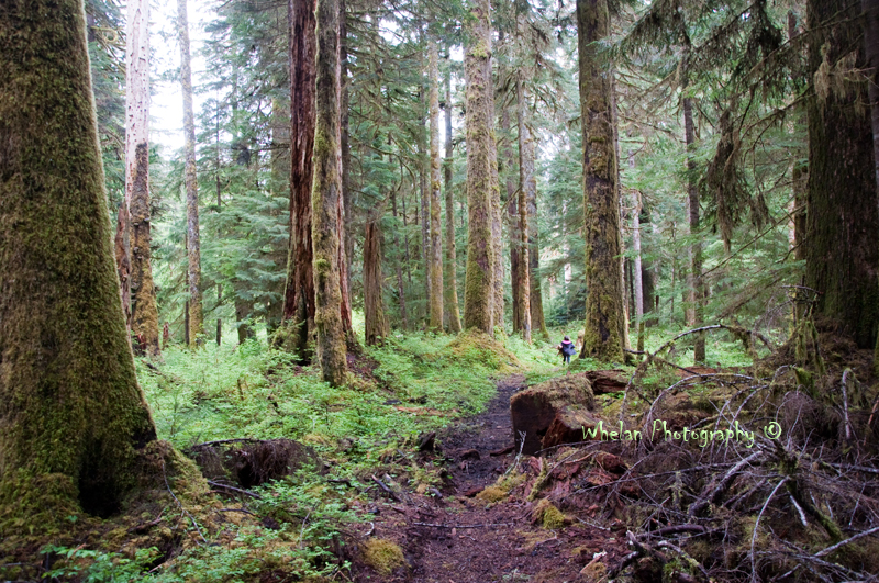 Walks with Moss West Fork Humptulips