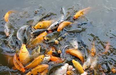 cara budidaya ikan mas di kolam terpal pdf,pemijahan ikan nila di kolam terpal,hias,cupang,molly, cara budidaya ikan mas di kolam terpal pdf,pemijahan ikan nila di kolam terpal,hias,cupang,molly,