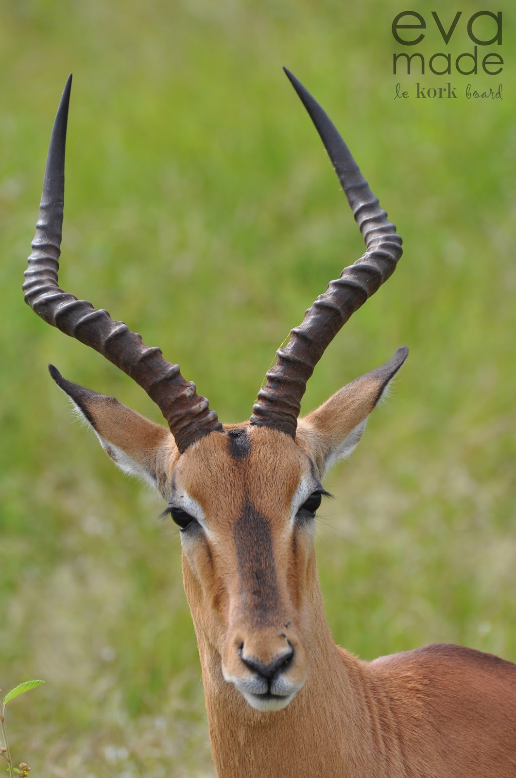le korkboard: Impala close up.