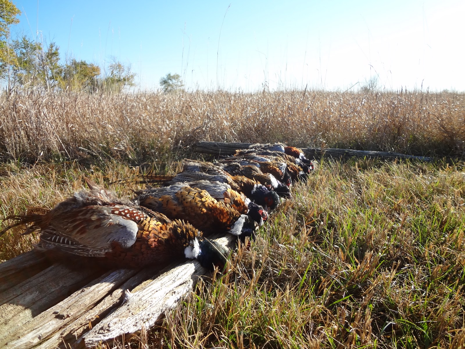 Dudes Dogs and Ducks A North Dakota Hunting Blog Pheasant Hunt 2
