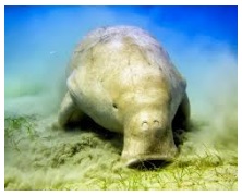 Jenis-jenis mamalia laut