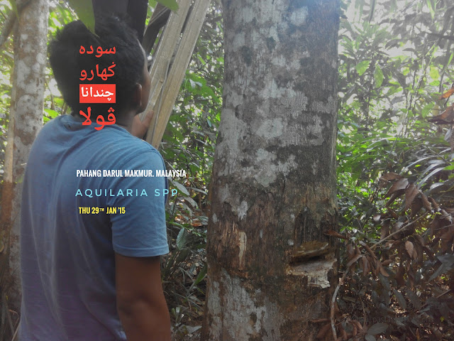 Inspecting the maturity of the resin content of agarwood tree