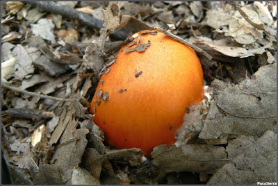 Sombrero de Amanita caesarea despuntando en el suelo del bosque