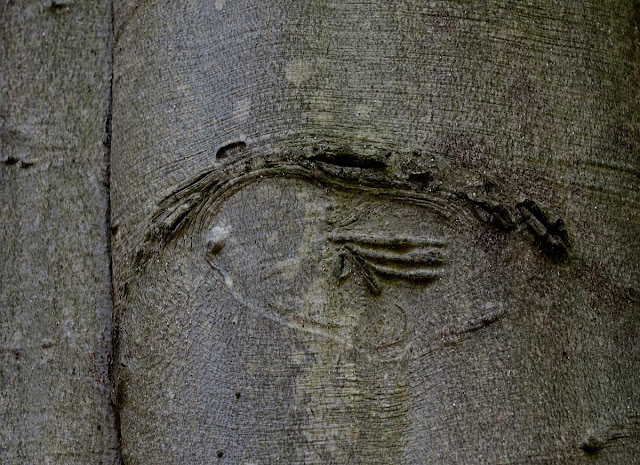 rather odd tree markings remind me of some sort of hieroglyphs, Grants Woods, Orillia