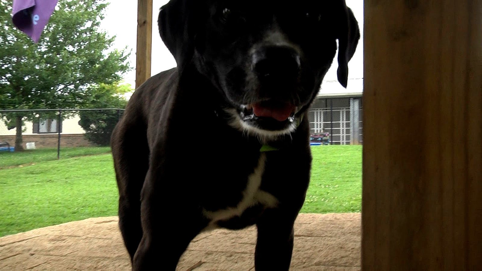 Bowling Green Ky Animal Shelter Bowling Choices