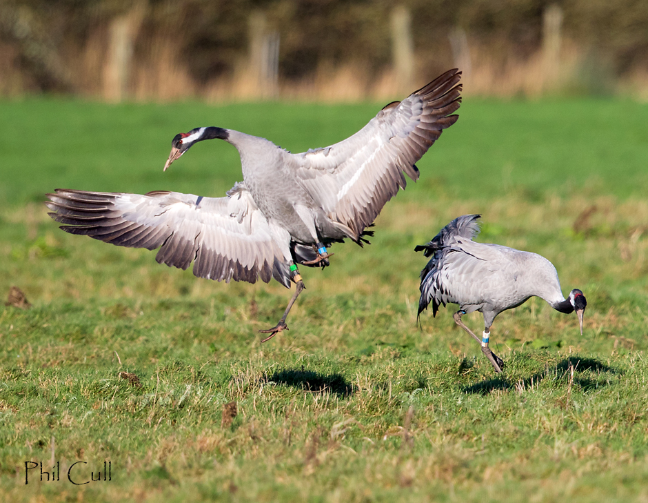 Phil Cull Wildlife Photography December 2015 Cranes aggressive behaviour