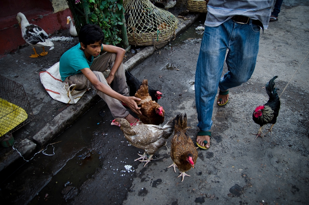 Balarka Brahma: Kolkata Pet Market