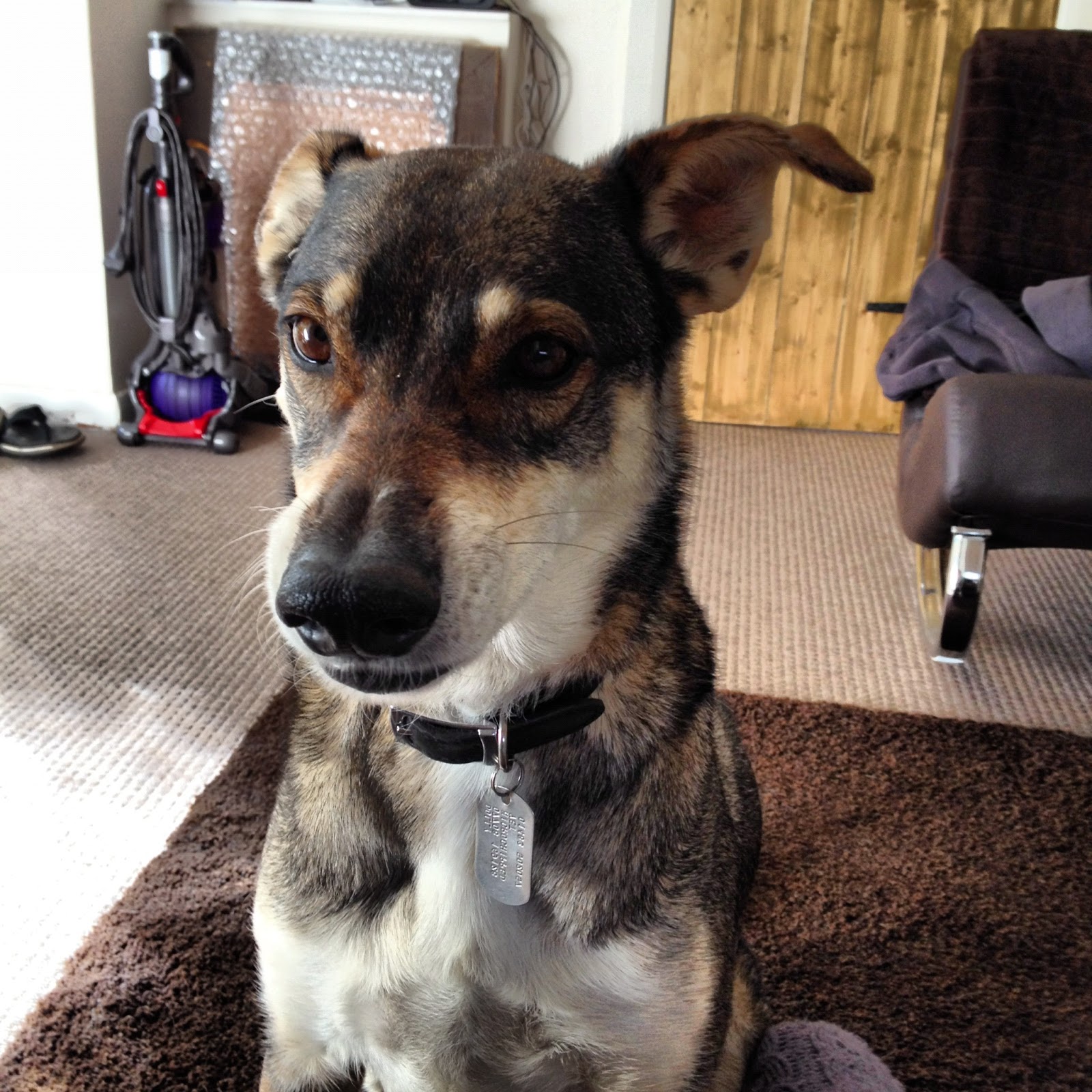 Alpoochino Dog Grooming Short Haired Dogs Do Need Grooming