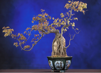 Cara Merawat Pohon Bonsai