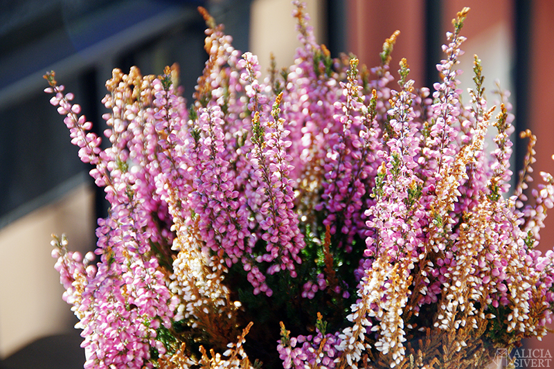 Heather on my September balcony, photo by Alicia Sivertsson.