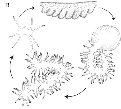 Sciency Thoughts: Discovering the origins of Myxozoan parasites.