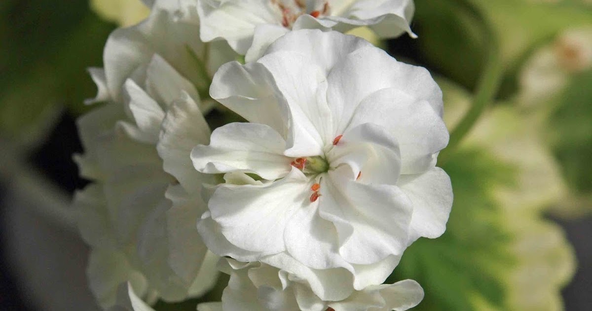Mine vakre pelargoner Ivory Snow