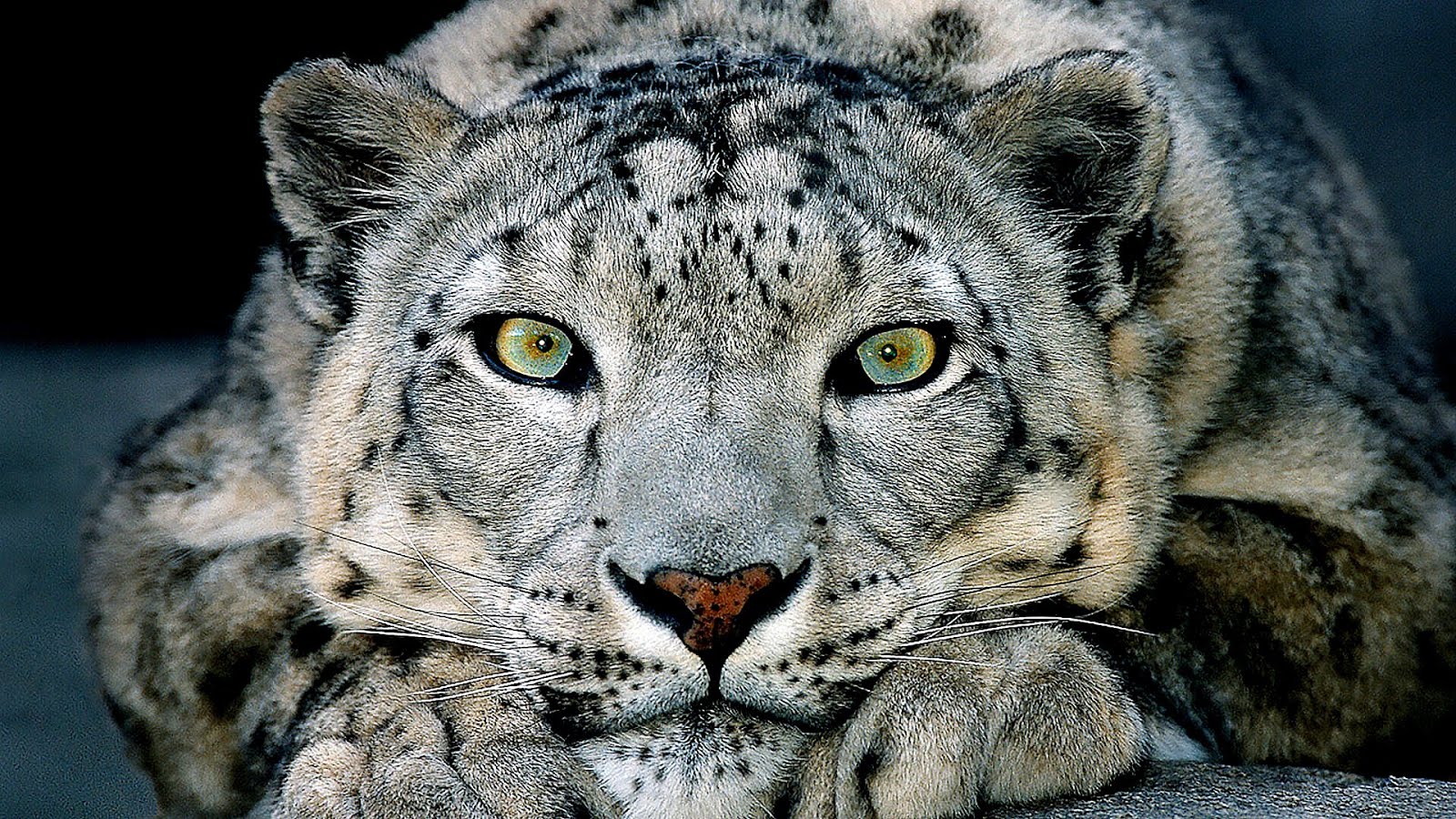 Snow Leopard Endangered Species - Danger Choices