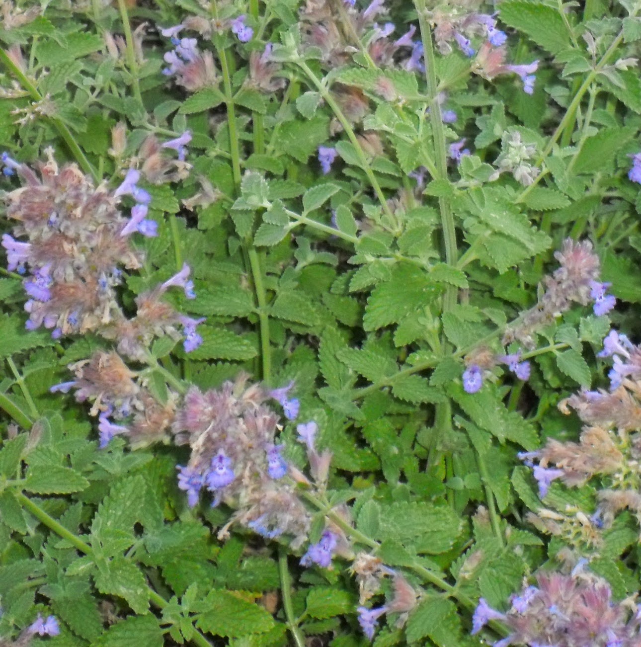 Backyard Patch Herbal Blog Catnip Herb Of The Week Backyard Patch Herbal Blog Catnip Herb Of The Week