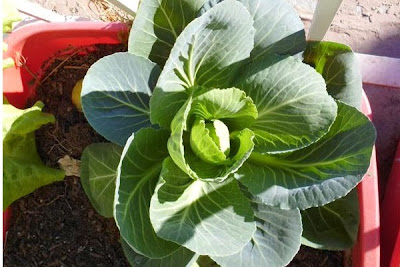 Second photogenic cabbage