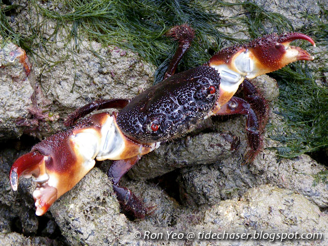 tHE tiDE cHAsER: Red-eyed Crabs (Phylum Arthropoda: Family Eriphiidae ...