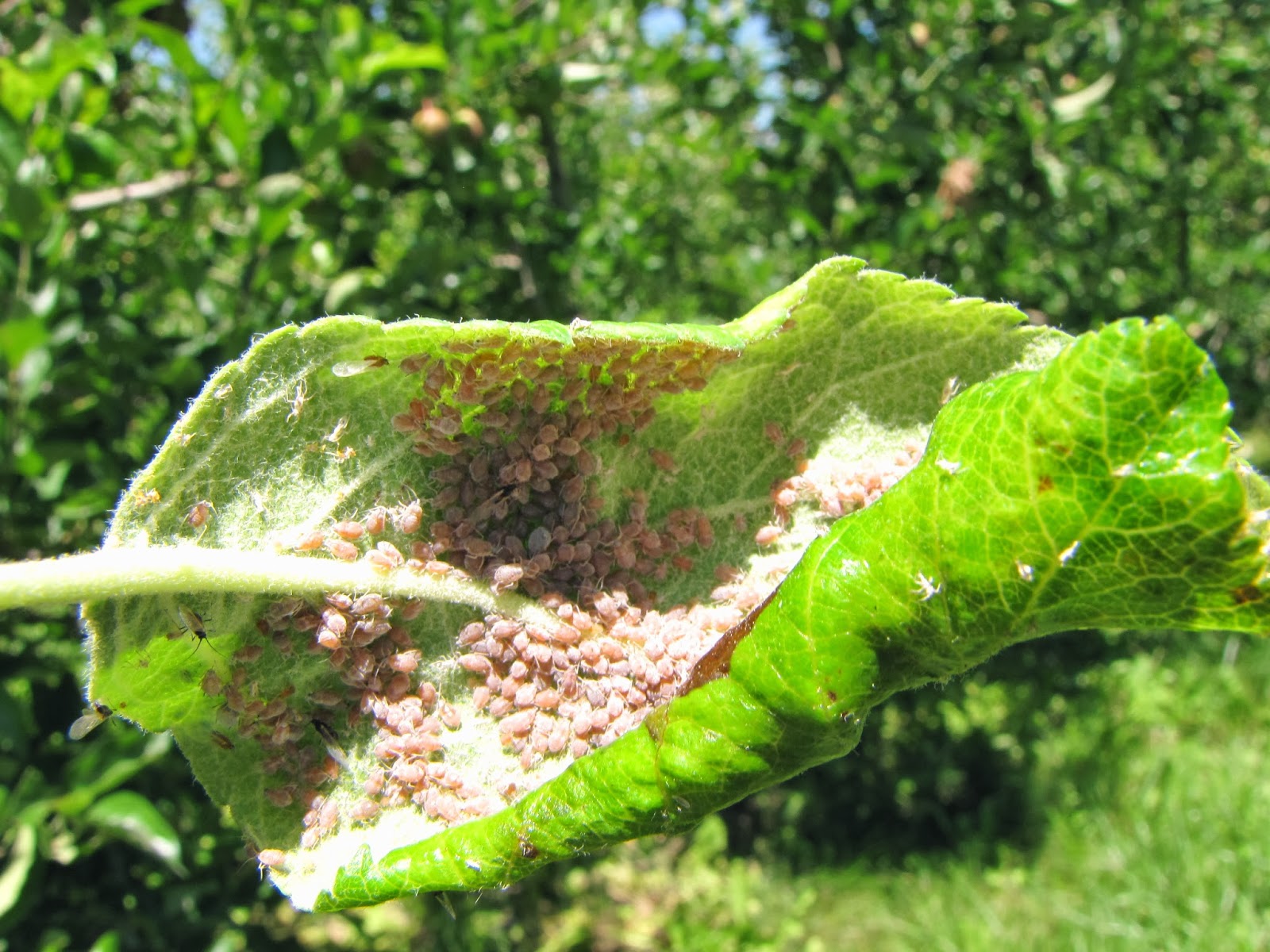 The Fruit Growing Expert Apples Pests And Diseases Identifyer the-fruit-growing-expert-apples-pests-and-diseases-identifyer