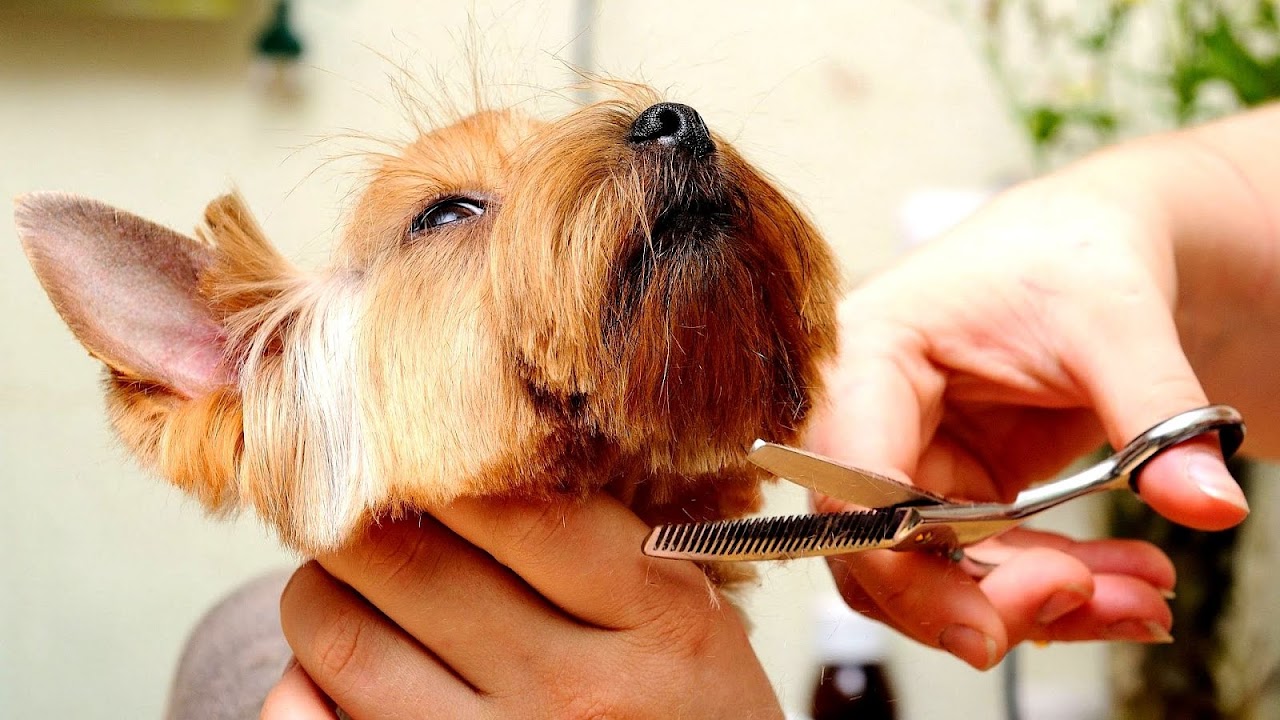 Dog Grooming Omaha Ne - Dog Choices