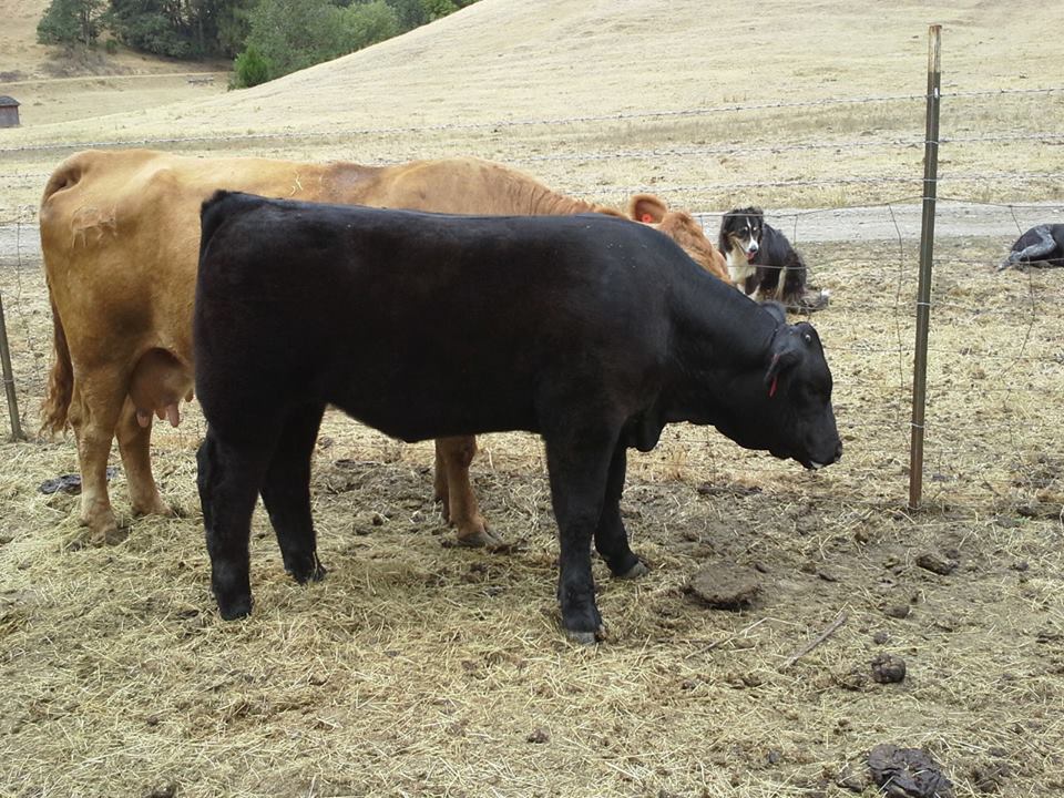 Campbell Club Calves 2014 Show Calves