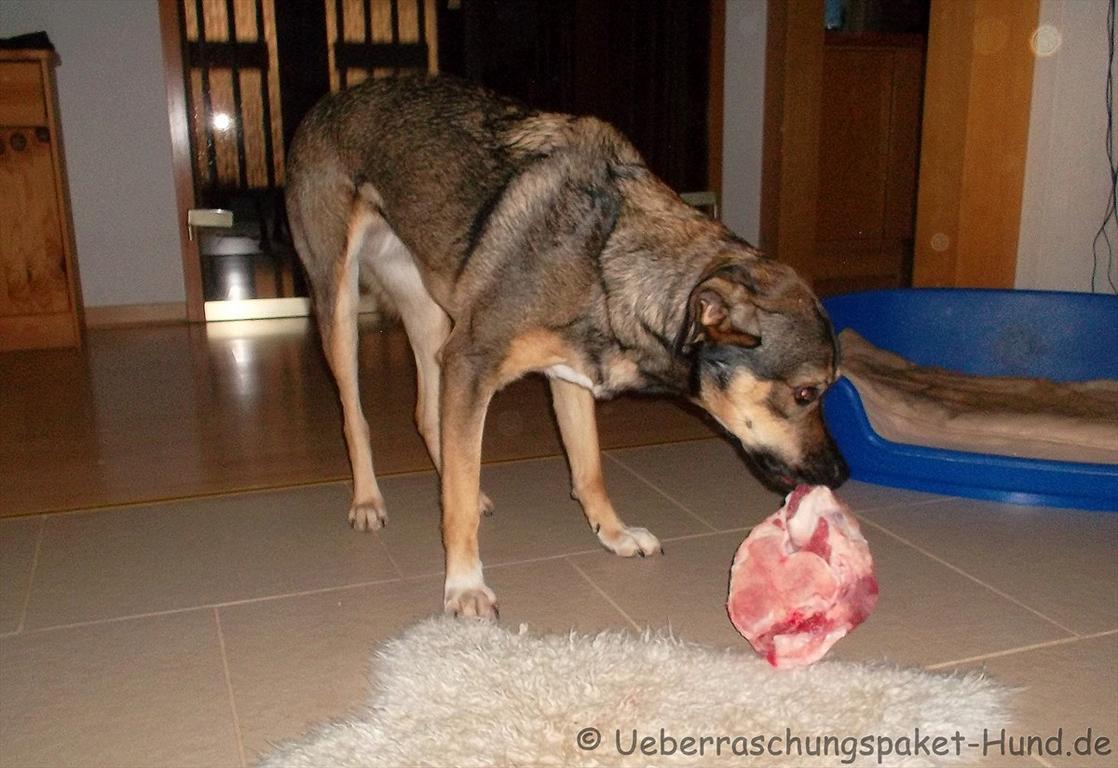 Überraschungspaket Hund ein Hundeblog der zeigt, wie unterschiedlich