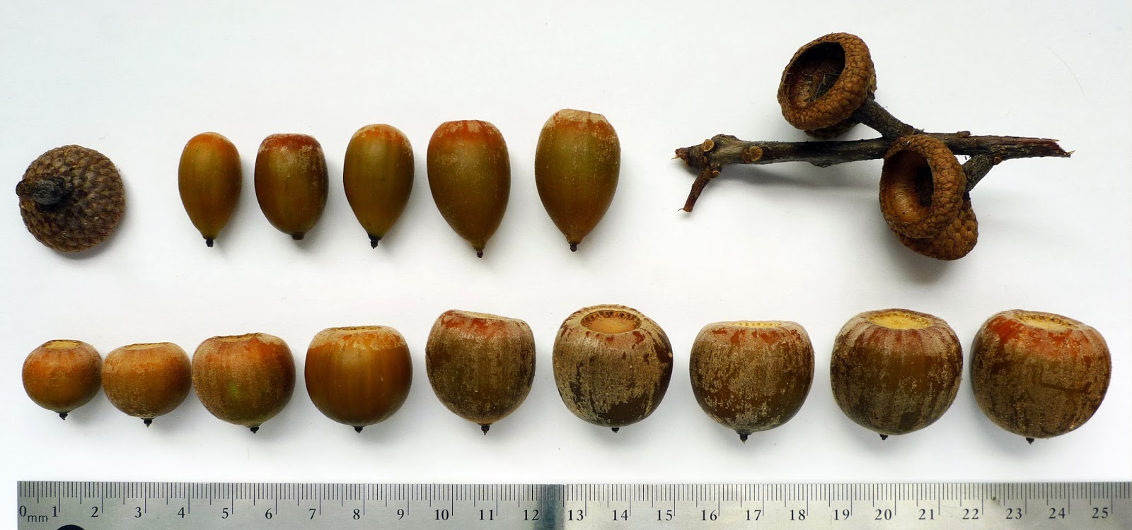 Wild Harvests: Percolation leaching Red Oak acorns