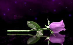 purple rose desktop background wallpapers roses backgrounds lavender laptop single animated flower cool