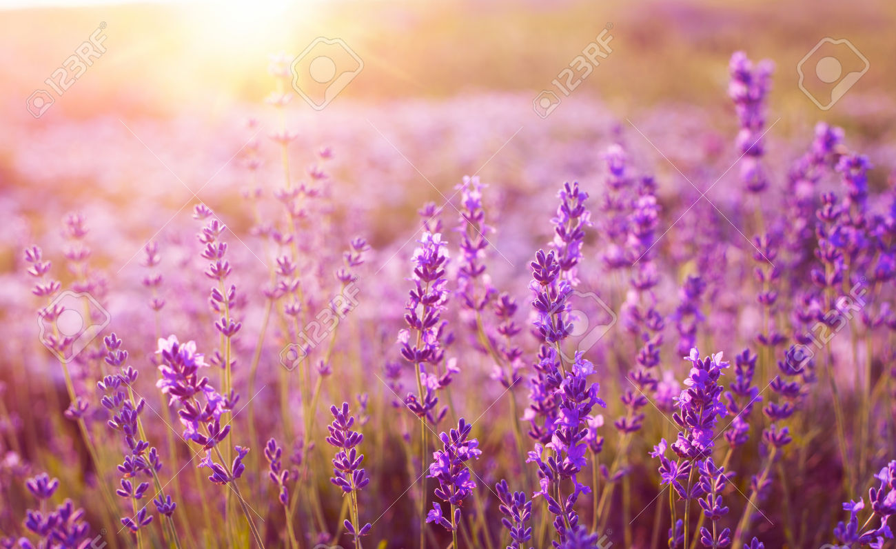  Gambar Bunga Lavender  Yang Sangat Indah Kumpulan Gambar 