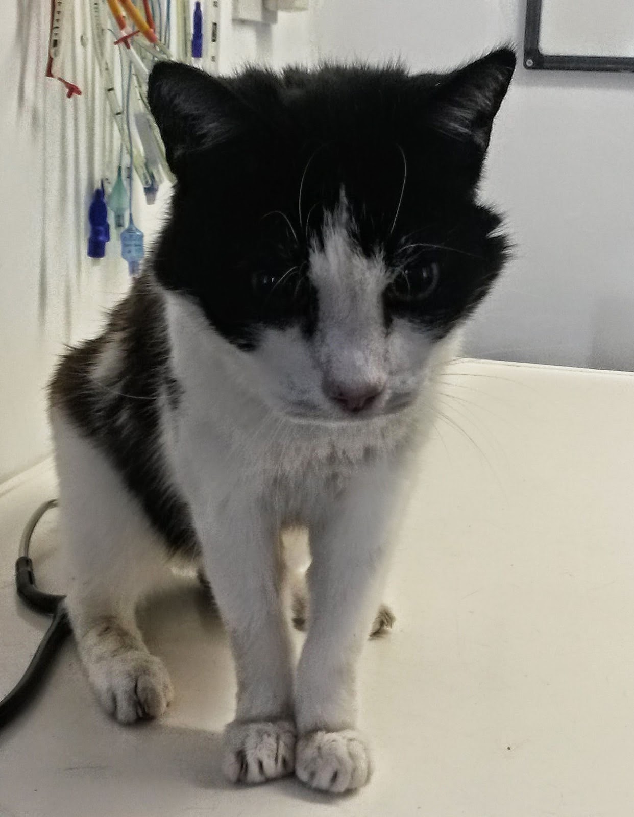 RSPCA Cambridge Elderly Cats